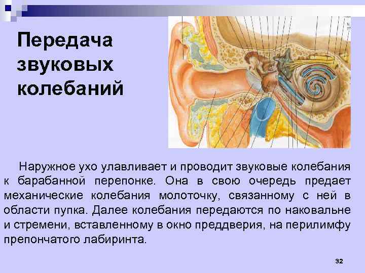 Передача звуковых колебаний Наружное ухо улавливает и проводит звуковые колебания к барабанной перепонке. Она