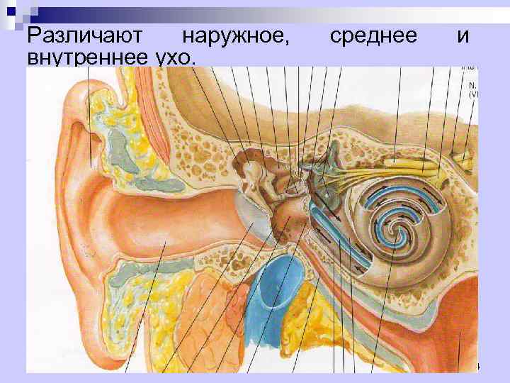 Различают наружное, внутреннее ухо. среднее и n. Наружное и среднее ухо составляют аппарат улавливания