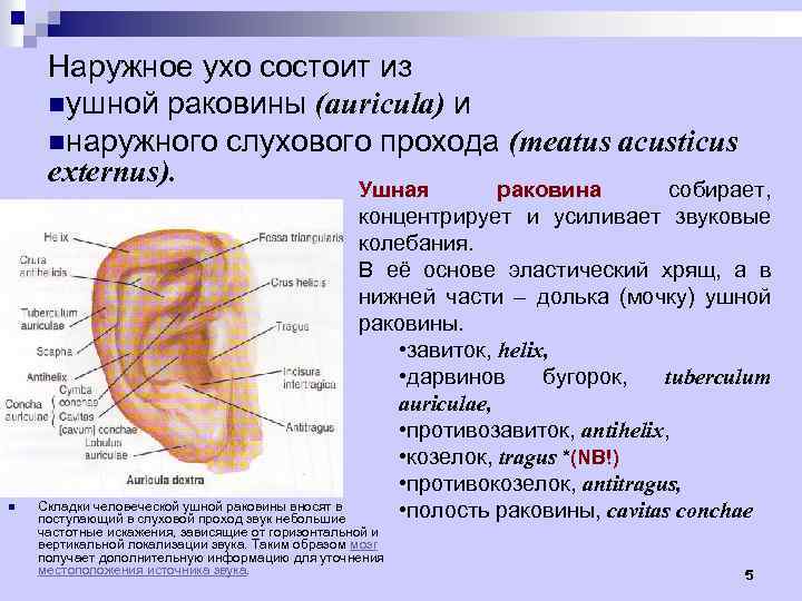 Наружное ухо состоит из nушной раковины (auricula) и nнаружного слухового прохода (meatus acusticus externus).