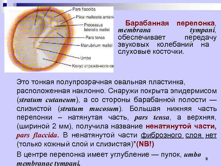 Барабанная перепонка, membrana tympani, обеспечивает передачу звуковых колебаний на слуховые косточки. Это тонкая полупрозрачная