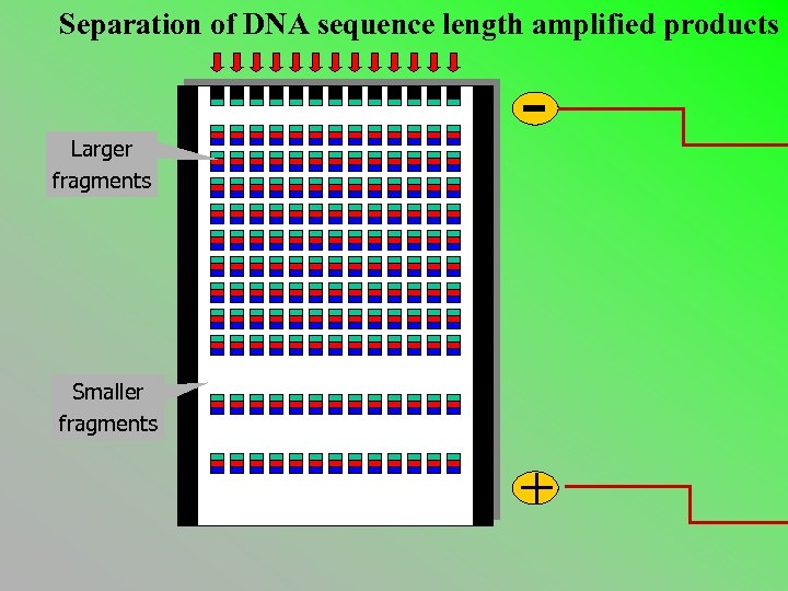 Separation of DNA sequence length amplified products Larger fragments - Smaller fragments + 