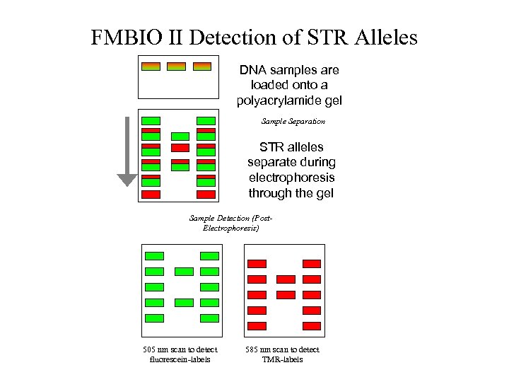FMBIO II Detection of STR Alleles DNA samples are loaded onto a polyacrylamide gel