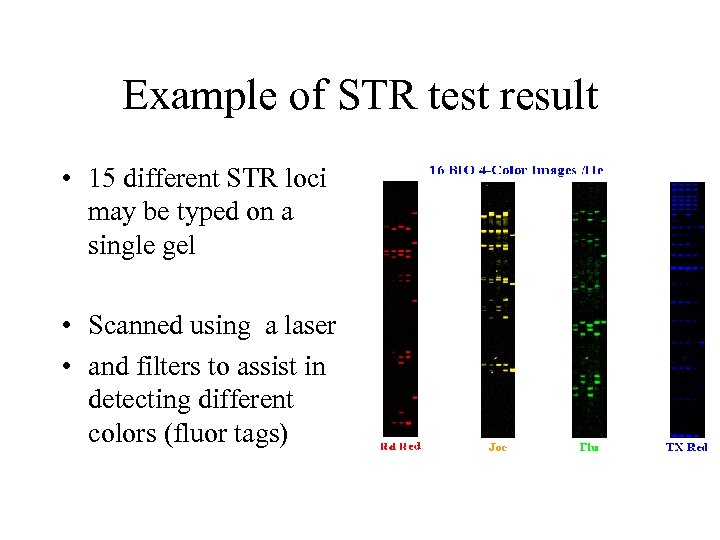 Example of STR test result • 15 different STR loci may be typed on