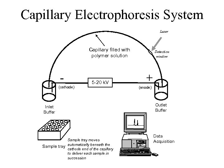 Capillary Electrophoresis System Laser Capillary filled with polymer solution (cathode) 5 -20 k. V