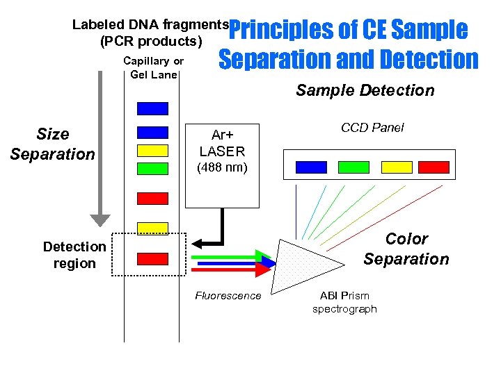 Principles of CE Sample Separation and Detection Labeled DNA fragments (PCR products) Capillary or