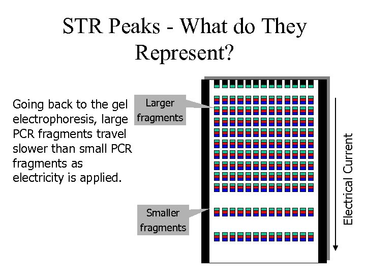 Going back to the gel Larger electrophoresis, large fragments PCR fragments travel slower than