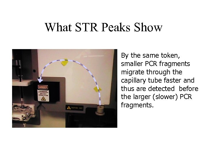 What STR Peaks Show By the same token, smaller PCR fragments migrate through the
