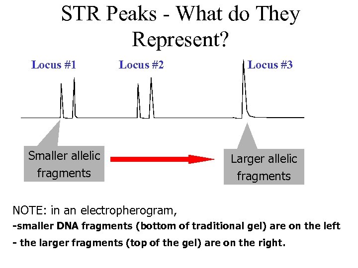 STR Peaks - What do They Represent? Locus #1 Locus #2 Smaller allelic fragments