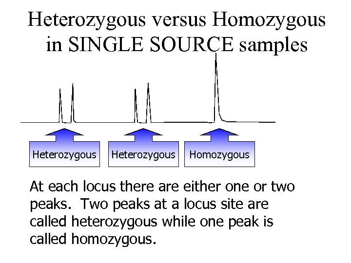 Heterozygous versus Homozygous in SINGLE SOURCE samples Heterozygous Locus 1 Heterozygous Locus 2 Homozygous