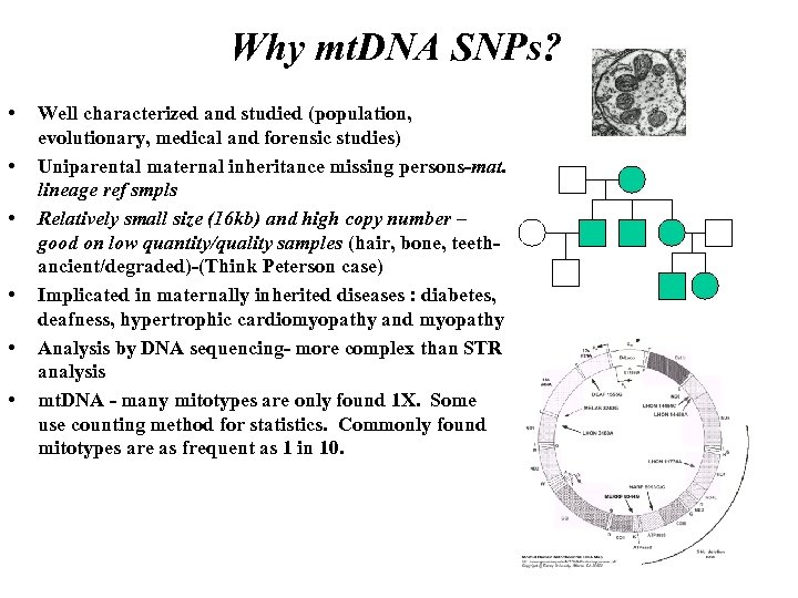 Why mt. DNA SNPs? • • • Well characterized and studied (population, evolutionary, medical