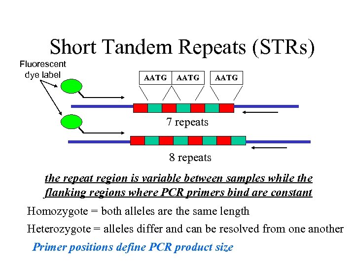 Short Tandem Repeats (STRs) Fluorescent dye label AATG 7 repeats 8 repeats the repeat