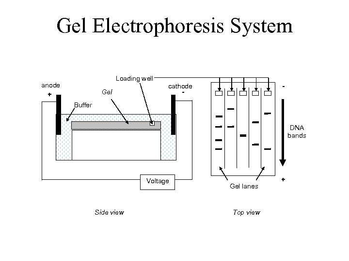 Gel Electrophoresis System Loading well anode + Gel - cathode - Buffer DNA bands
