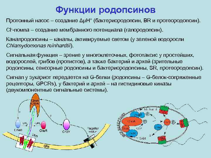 Функции родопсинов Протонный насос – создание ΔμH+ (бактериородопсин, BR и протеородопсин). Cl--помпа – создание