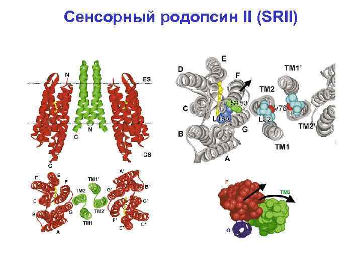 Сенсорный родопсин II (SRII) 