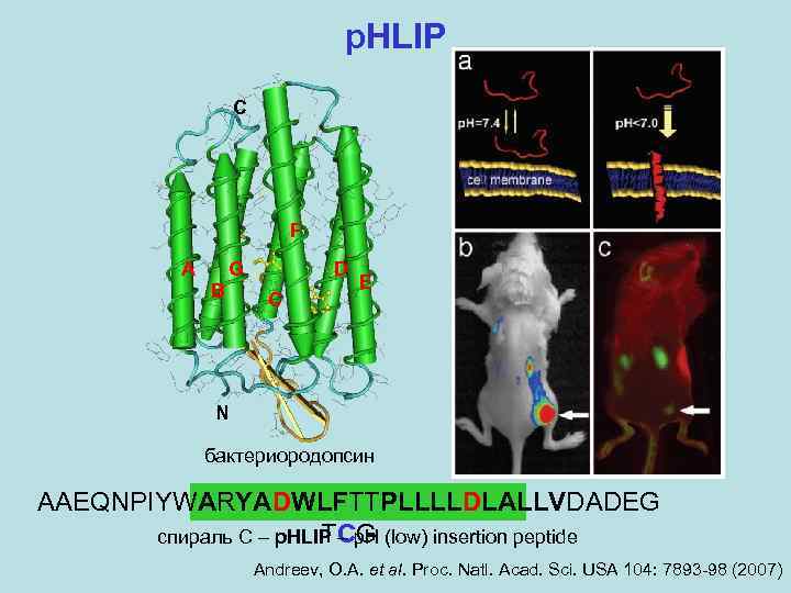 p. HLIP C F A B G D C E N бактериородопсин AAEQNPIYWARYADWLFTTPLLLLDLALLVDADEG TCG