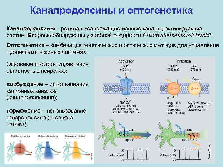 Каналродопсины и оптогенетика Каналродопсины – ретиналь-содержащие ионные каналы, активируемые светом. Впервые обнаружены у зелёной