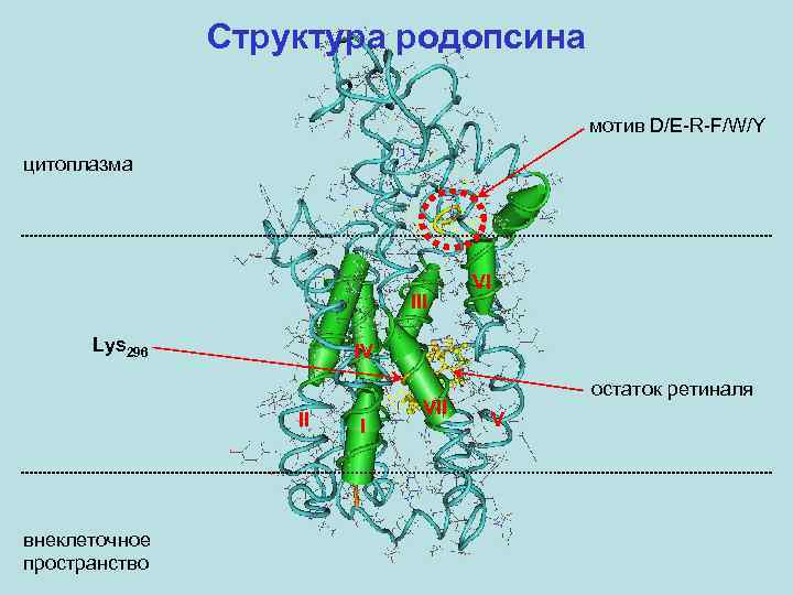 Структура родопсина мотив D/E-R-F/W/Y цитоплазма III Lys 296 IV II внеклеточное пространство VI I