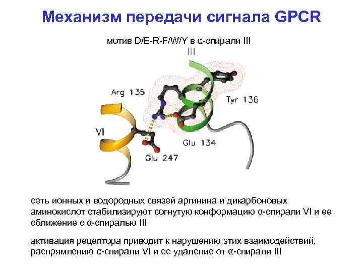 Механизм передачи сигнала GPCR мотив D/E-R-F/W/Y в α-спирали III сеть ионных и водородных связей