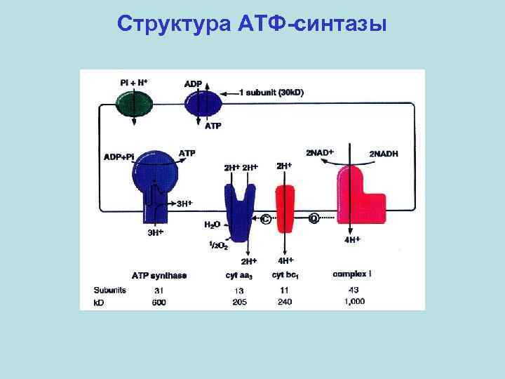 Структура АТФ-синтазы 