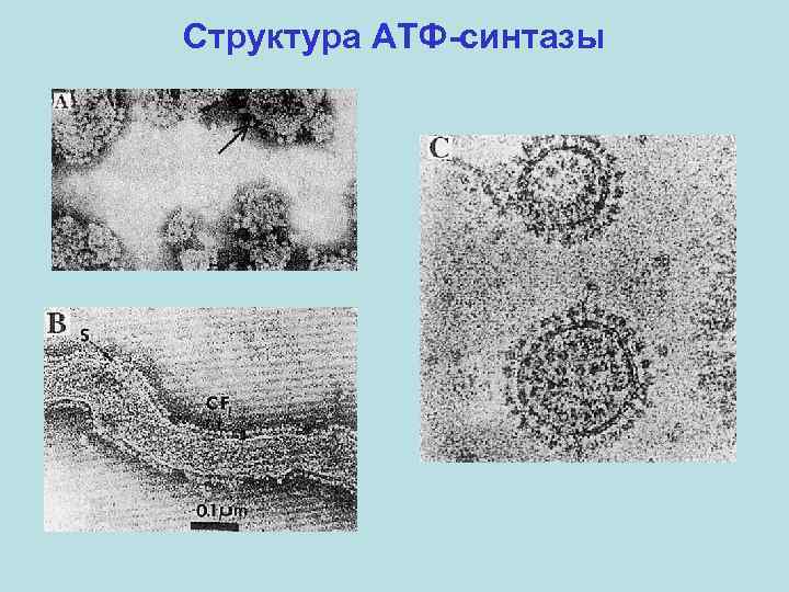 Структура АТФ-синтазы 