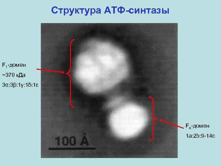 Структура АТФ-синтазы F 1 -домен ~370 к. Да 3α: 3β: 1γ: 1δ: 1ε Fo-домен