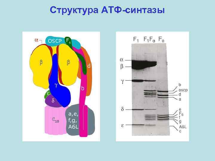 Структура АТФ-синтазы 