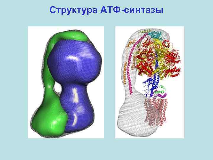 Структура АТФ-синтазы 