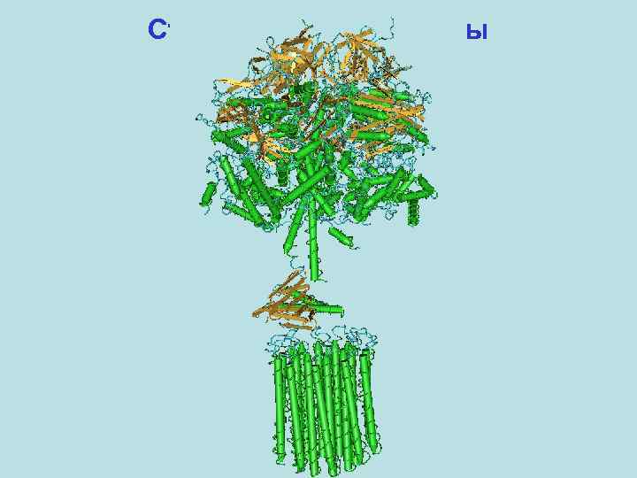 Структура АТФ-синтазы 