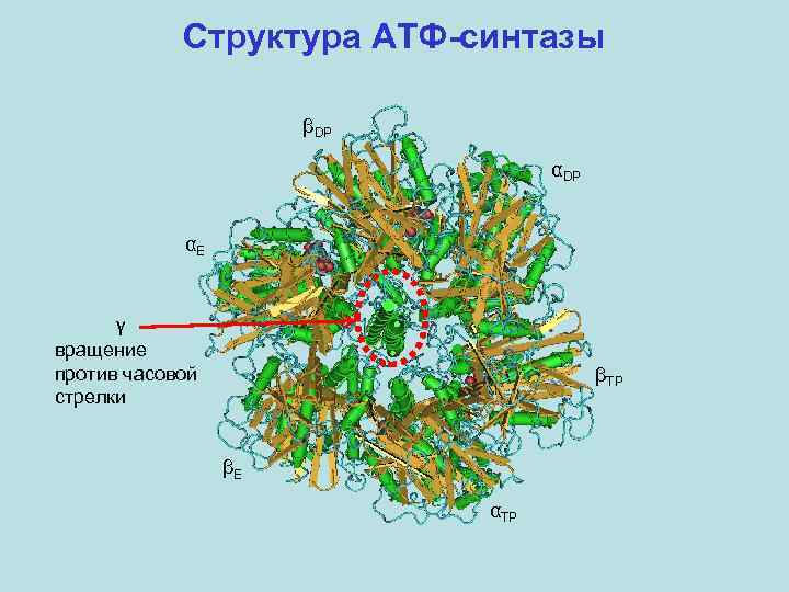 Структура АТФ-синтазы βDP αE γ вращение против часовой стрелки βTP βE αTP 