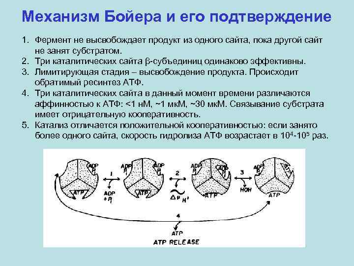 Механизм Бойера и его подтверждение 1. Фермент не высвобождает продукт из одного сайта, пока