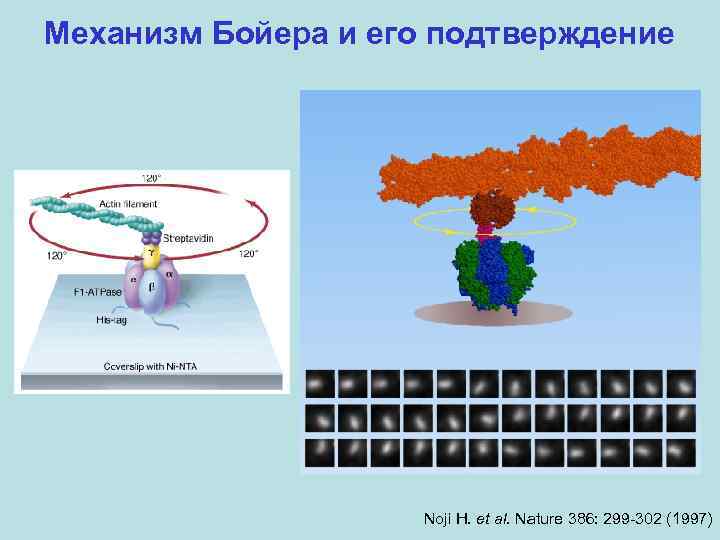 Механизм Бойера и его подтверждение Noji H. et al. Nature 386: 299 -302 (1997)