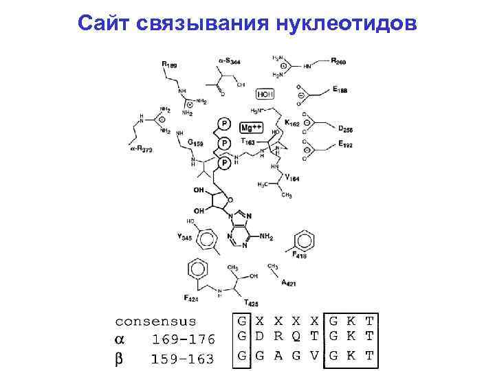 Сайт связывания нуклеотидов 