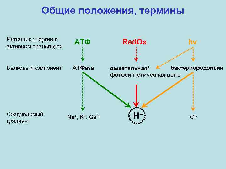 Общие положения, термины Источник энергии в активном транспорте АТФ Белковый компонент АТФаза Создаваемый градиент