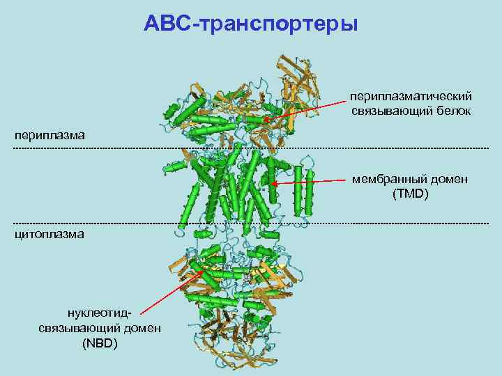 ABC-транспортеры периплазматический связывающий белок периплазма мембранный домен (TMD) цитоплазма нуклеотидсвязывающий домен (NBD) 