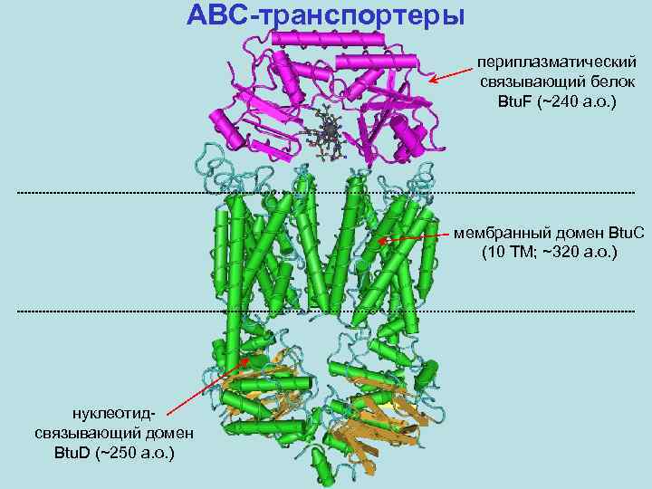 ABC-транспортеры периплазматический связывающий белок Btu. F (~240 а. о. ) мембранный домен Btu. C