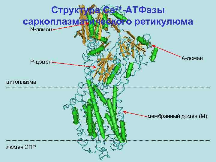 Структура Ca 2+-АТФазы саркоплазматического ретикулюма N-домен P-домен A-домен цитоплазма мембранный домен (M) люмен ЭПР