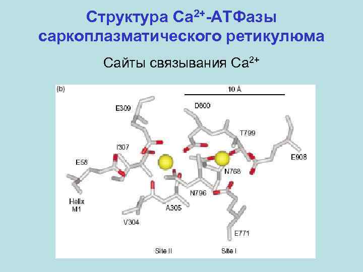 Структура Ca 2+-АТФазы саркоплазматического ретикулюма Сайты связывания Ca 2+ 