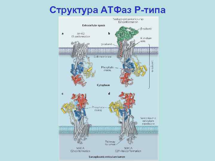 Структура АТФаз P-типа 