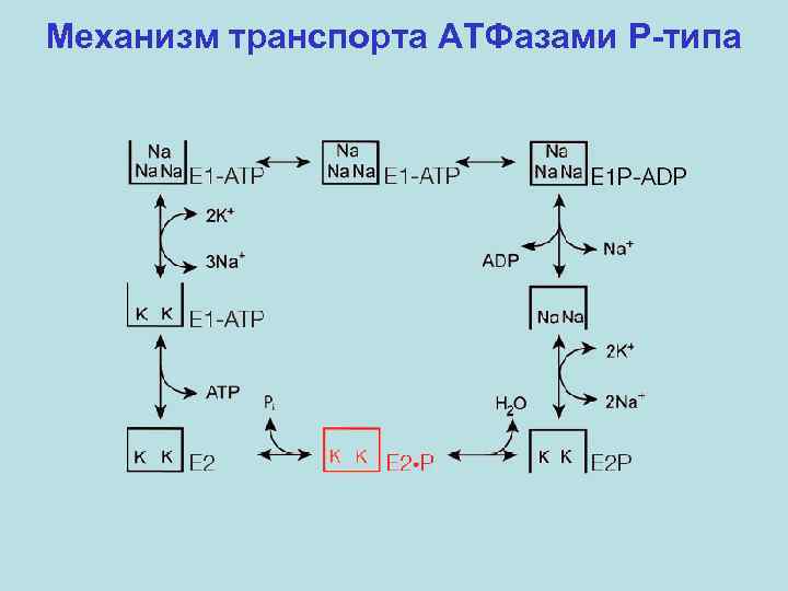 Механизм транспорта АТФазами P-типа 