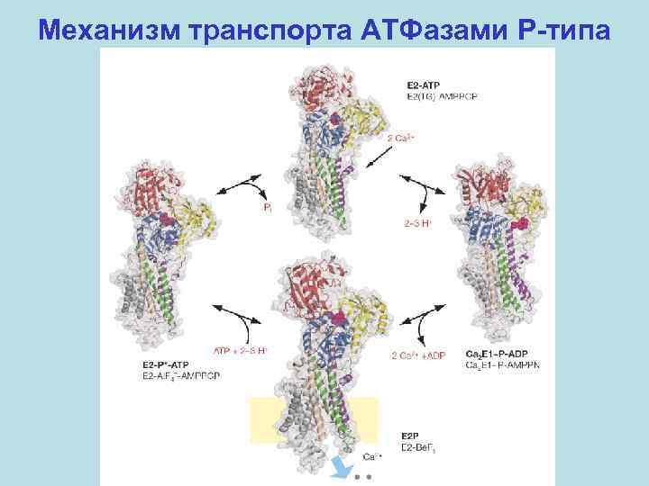 Механизм транспорта АТФазами P-типа 