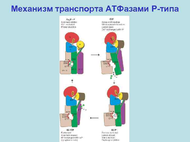 Механизм транспорта АТФазами P-типа 