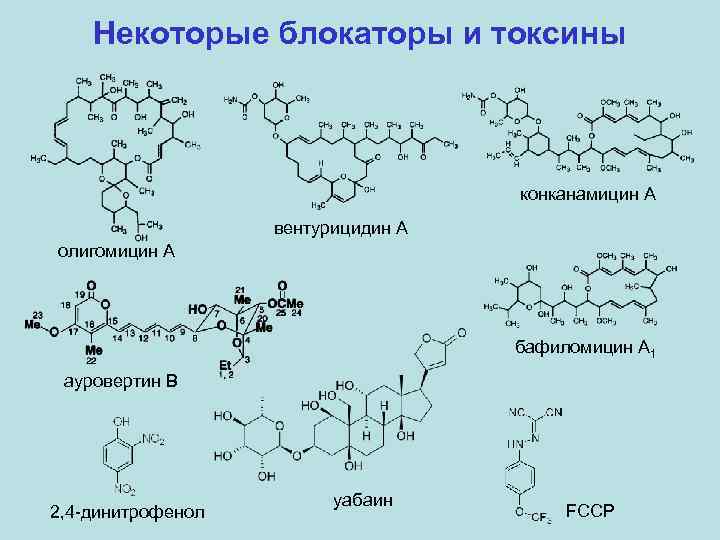 Некоторые блокаторы и токсины конканамицин A вентурицидин A олигомицин A бафиломицин A 1 ауровертин