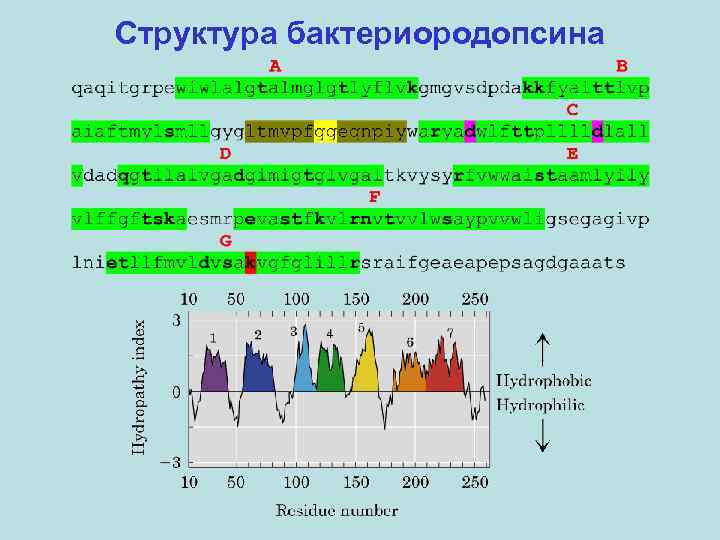 Структура бактериородопсина 