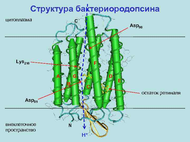 Структура бактериородопсина цитоплазма C Asp 96 Lys 216 F A G B D E