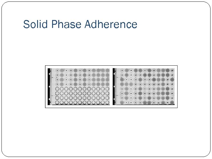 Solid Phase Adherence 
