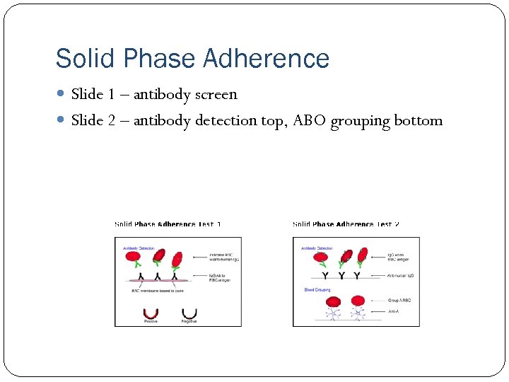 Solid Phase Adherence Slide 1 – antibody screen Slide 2 – antibody detection top,