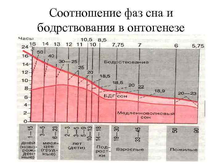 Соотношение фаз сна и бодрствования в онтогенезе 