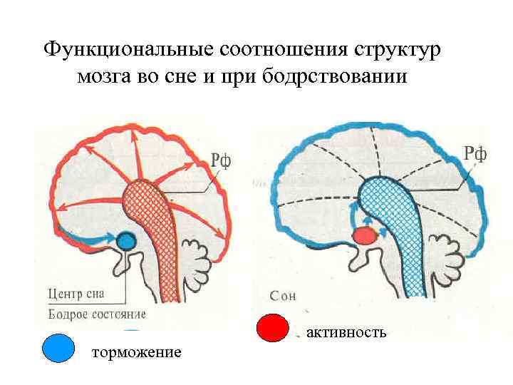 Функциональные соотношения структур мозга во сне и при бодрствовании активность торможение 