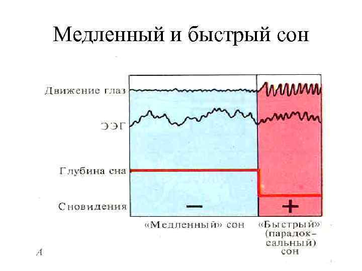 Медленный и быстрый сон 