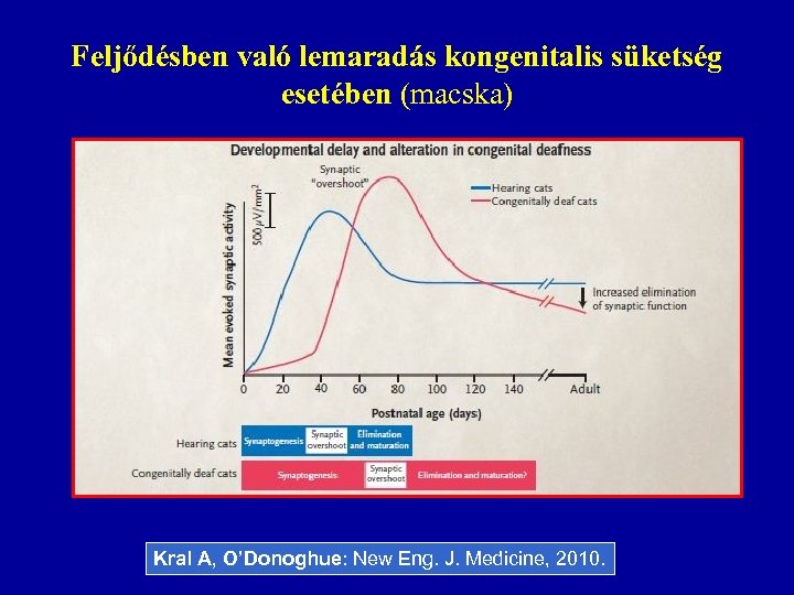 Feljődésben való lemaradás kongenitalis süketség esetében (macska) Kral A, O’Donoghue: New Eng. J. Medicine,